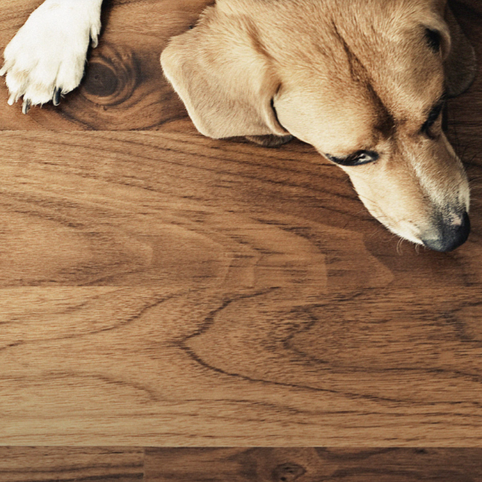 Kopf und Pfote eines Hundes auf Holzboden liegend